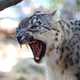 Image for article titled Top Predators May Be the Most Important Animals on Earth